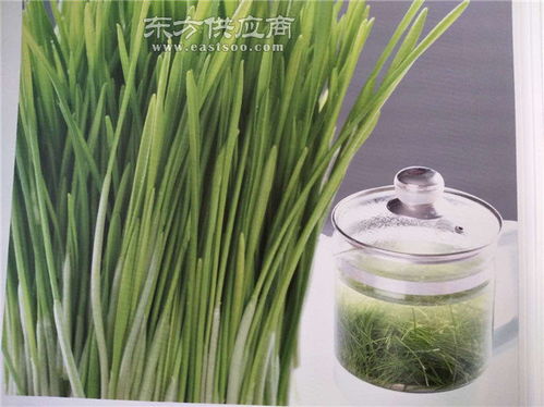 新鲜小麦草 天然有机的保健食品选择